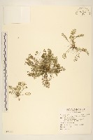 假吐金菊藏品圖，第1張