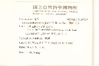 假吐金菊藏品圖，第2張