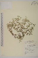 繁縷藏品圖，第1張