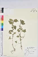 小葉鐵莧藏品圖，第1張