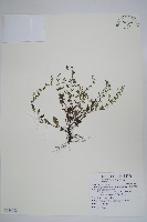 細纍子草藏品圖，第1張