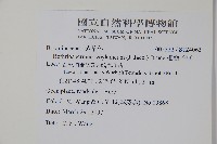 細纍子草藏品圖，第2張