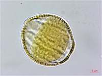 節毛鼠尾草、賴斷頭草藏品圖，第1張