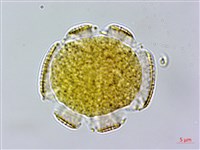 節毛鼠尾草、賴斷頭草藏品圖，第2張