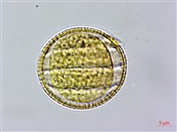 節毛鼠尾草、賴斷頭草藏品圖，第3張