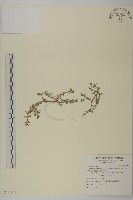 石胡荽、吐金草藏品圖，第1張