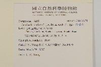 石胡荽、吐金草藏品圖，第2張