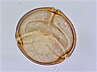 羊蹄藏品圖，第1張