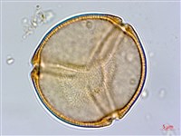 羊蹄藏品圖，第2張