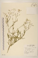 銀膠菊藏品圖，第1張