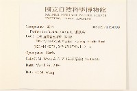 銀膠菊藏品圖，第2張