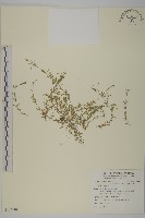 天蓬草、雀舌草藏品圖，第1張