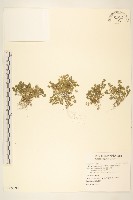 翅果假吐金菊藏品圖，第1張