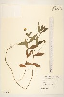 蟛蜞菊藏品圖，第1張