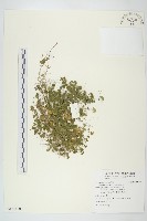 馬蹄金藏品圖，第1張