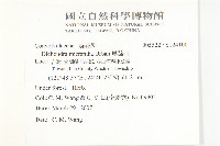 馬蹄金藏品圖，第2張