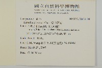 沼生金鈕扣藏品圖，第2張