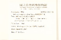 翅果假吐金菊藏品圖，第2張