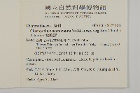 變葉藜藏品圖，第2張