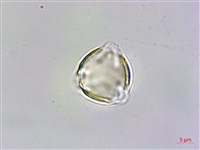 台灣佛甲草、石板菜藏品圖，第1張