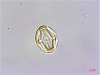 台灣佛甲草、石板菜藏品圖，第2張