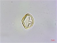 台灣佛甲草、石板菜藏品圖，第3張