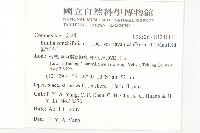 紫背草藏品圖，第2張