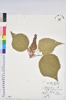 野桐藏品圖，第1張