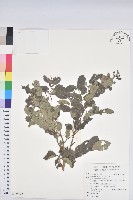 紅仔珠藏品圖，第1張