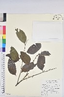 披針葉饅頭果藏品圖，第1張