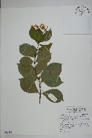 蘭嶼絡石藏品圖，第1張