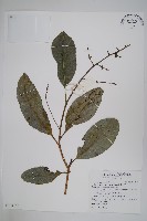 鈍葉大果漆, 小葉大果漆藏品圖，第1張