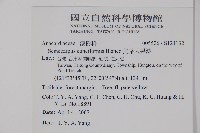 鈍葉大果漆, 小葉大果漆藏品圖，第2張