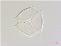 賽赤楠藏品圖，第2張