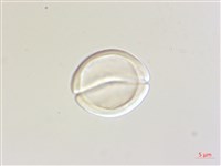 賽赤楠藏品圖，第3張