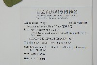 革葉冬青藏品圖，第2張