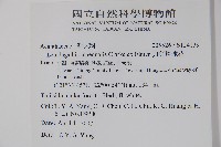 卵葉鱗球花藏品圖，第2張