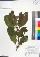 紅頭李欖藏品圖，第1張