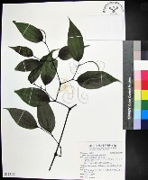 蘭嶼風藤藏品圖，第1張