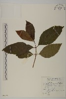 草珊瑚、紅果金粟蘭藏品圖，第1張