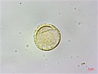 蘭嶼虎皮楠藏品圖，第2張