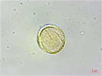 蘭嶼虎皮楠藏品圖，第3張