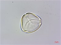 大花赤楠藏品圖，第2張