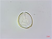 大花赤楠藏品圖，第3張