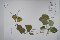 蘭嶼牛皮消、蘭嶼白薇藏品圖，第1張