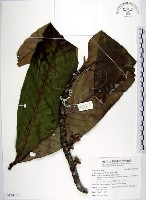 蘭嶼木薑子藏品圖，第1張