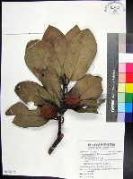 蘭嶼肉豆蔻藏品圖，第1張