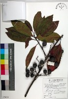 球果杜英、早田氏杜英藏品圖，第1張