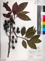 球果杜英、早田氏杜英藏品圖，第1張