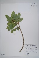 蘭嶼念珠藤藏品圖，第1張